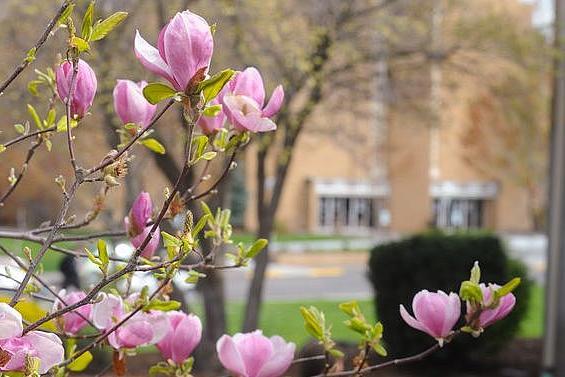 dogwood tree in bloom in front of the university church